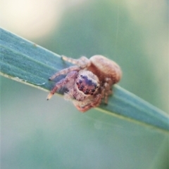 Opisthoncus sp. (genus) at Aranda, ACT - 15 Feb 2021 05:44 PM