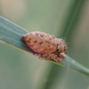 Opisthoncus sp. (genus) at Aranda, ACT - 15 Feb 2021 05:44 PM