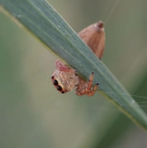 Opisthoncus sp. (genus) at Aranda, ACT - 15 Feb 2021