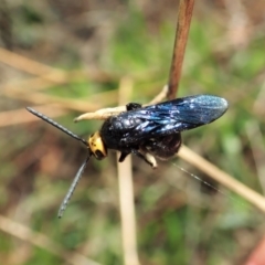 Scolia (Discolia) verticalis (Yellow-headed hairy flower wasp) at Cook, ACT - 13 Feb 2021 by CathB