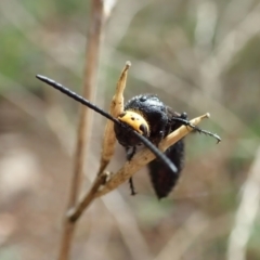 Scolia (Discolia) verticalis at Cook, ACT - 13 Feb 2021 08:53 AM