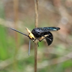 Scolia (Discolia) verticalis at Cook, ACT - 13 Feb 2021