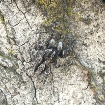 Clynotis severus (Stern Jumping Spider) at Crace, ACT - 15 Feb 2021 by Ned_Johnston