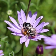 Lipotriches (Austronomia) ferricauda (Halictid bee) at Acton, ACT - 15 Feb 2021 by RodDeb