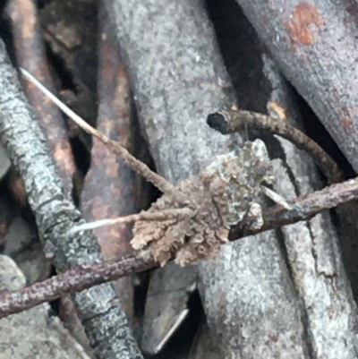 Fulgoroidea sp. (superfamily) (Unidentified fulgoroid planthopper) at Crace, ACT - 16 Feb 2021 by NedJohnston