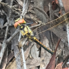 Hemicordulia tau (Tau Emerald) at Gungaderra Grasslands - 16 Feb 2021 by NedJohnston