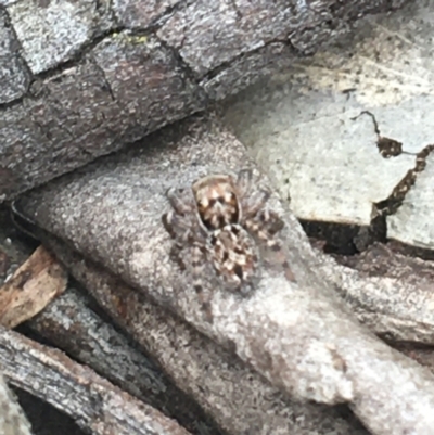 Euophryinae sp.(Undescribed) (subfamily) (A jumping spider) at Gungaderra Grasslands - 15 Feb 2021 by NedJohnston