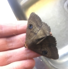 Dasypodia selenophora (Southern old lady moth) at Hughes, ACT - 14 Feb 2021 by alexwatt