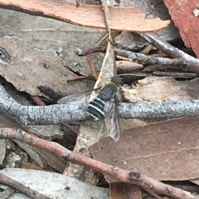 Villa sp. (genus) (Unidentified Villa bee fly) at Crace, ACT - 16 Feb 2021 by NedJohnston