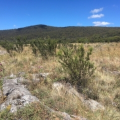 Hakea microcarpa (Small-fruit Hakea) at Cooleman, NSW - 7 Feb 2021 by alexwatt