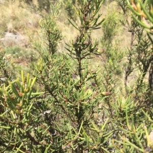 Hakea microcarpa at Cooleman, NSW - 7 Feb 2021 11:41 AM