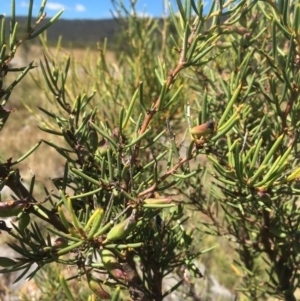 Hakea microcarpa at Cooleman, NSW - 7 Feb 2021 11:41 AM