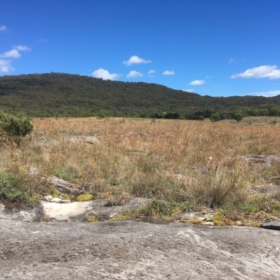 Themeda triandra (Kangaroo Grass) at Cooleman, NSW - 7 Feb 2021 by alexwatt