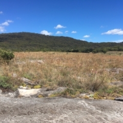 Themeda triandra (Kangaroo Grass) at Cooleman, NSW - 7 Feb 2021 by alex_watt