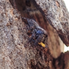 Servaea sp. (genus) (Unidentified Servaea jumping spider) at Mount Painter - 14 Feb 2021 by CathB