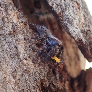 Servaea sp. (genus) at Holt, ACT - 14 Feb 2021