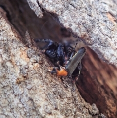 Servaea sp. (genus) at Holt, ACT - 14 Feb 2021