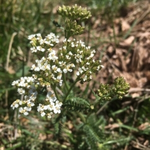 Achillea millefolium at Bimberi, NSW - 7 Feb 2021