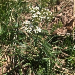 Achillea millefolium at Bimberi, NSW - 7 Feb 2021 12:37 PM