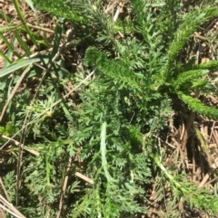 Achillea millefolium at Bimberi, NSW - 7 Feb 2021