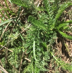 Achillea millefolium at Bimberi, NSW - 7 Feb 2021