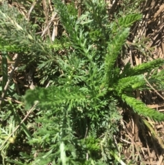 Achillea millefolium at Bimberi, NSW - 7 Feb 2021 12:37 PM