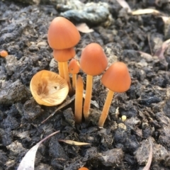 Unidentified Cap on a stem; gills below cap [mushrooms or mushroom-like] at Kosciuszko National Park - 7 Feb 2021 by alex_watt