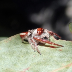 Opisthoncus sp. (genus) at Cook, ACT - 14 Feb 2021