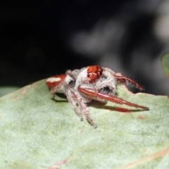 Opisthoncus sp. (genus) (Unidentified Opisthoncus jumping spider) at Cook, ACT - 13 Feb 2021 by CathB