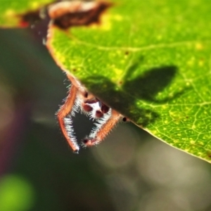 Opisthoncus sp. (genus) at Cook, ACT - 14 Feb 2021