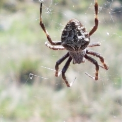 Backobourkia heroine (Heroic Orb-weaver) at Ginninderry Conservation Corridor - 16 Feb 2021 by trevorpreston