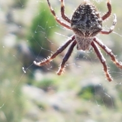 Backobourkia heroine at Holt, ACT - 16 Feb 2021 04:19 PM