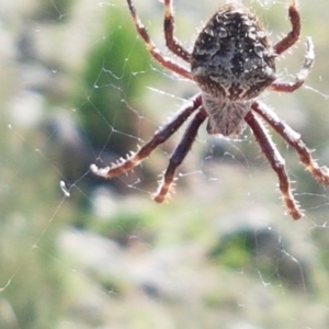 Backobourkia heroine at Holt, ACT - 16 Feb 2021 04:19 PM