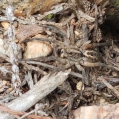 Tasmanicosa sp. (genus) (Unidentified Tasmanicosa wolf spider) at Ginninderry Conservation Corridor - 16 Feb 2021 by trevorpreston