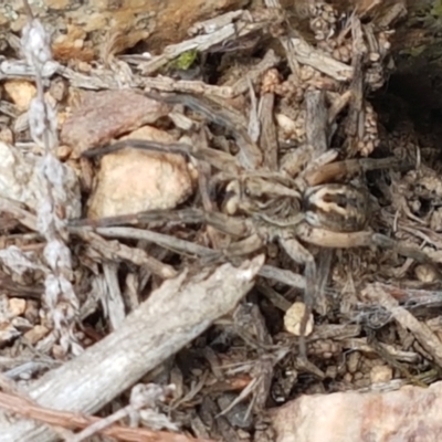 Tasmanicosa sp. (genus) (Unidentified Tasmanicosa wolf spider) at Holt, ACT - 16 Feb 2021 by tpreston