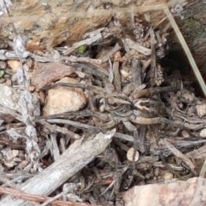 Tasmanicosa sp. (genus) at Holt, ACT - 16 Feb 2021