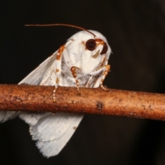 Chasmina pulchra (White Beauty (Acronictinae) at Melba, ACT - 15 Feb 2021 by kasiaaus