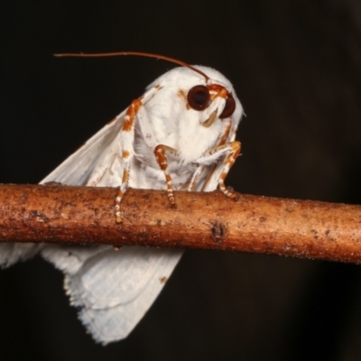 Chasmina pulchra (A Noctuid moth) at Melba, ACT - 15 Feb 2021 by kasiaaus