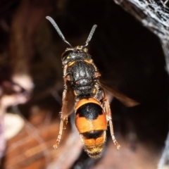 Eumeninae (subfamily) (Unidentified Potter wasp) at Macgregor, ACT - 16 Feb 2021 by Roger
