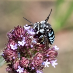 Thyreus caeruleopunctatus (Chequered cuckoo bee) at Latham, ACT - 16 Feb 2021 by Roger