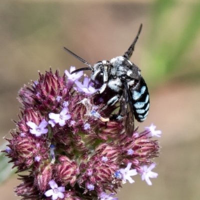 Thyreus caeruleopunctatus (Chequered cuckoo bee) at Latham, ACT - 16 Feb 2021 by Roger