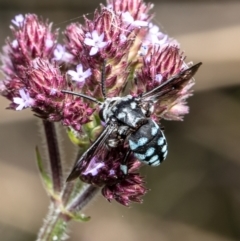 Thyreus caeruleopunctatus at Latham, ACT - 16 Feb 2021