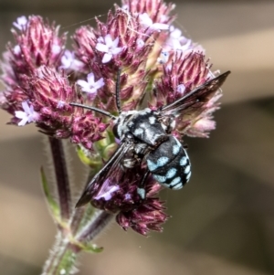 Thyreus caeruleopunctatus at Latham, ACT - 16 Feb 2021