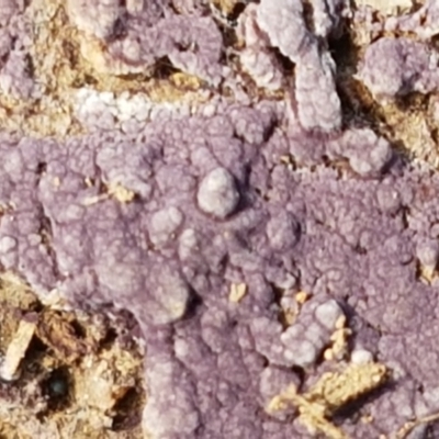 Unverified Other fungus at Holt, ACT - 16 Feb 2021 by trevorpreston
