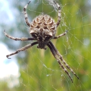 Backobourkia heroine at Holt, ACT - 16 Feb 2021