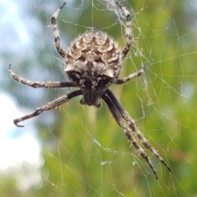 Backobourkia heroine (Heroic Orb-weaver) at Ginninderry Conservation Corridor - 16 Feb 2021 by trevorpreston