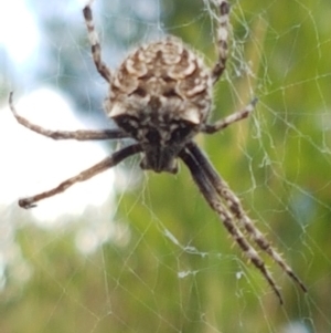 Backobourkia heroine at Holt, ACT - 16 Feb 2021 04:25 PM