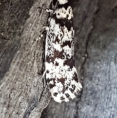Lichenaula lichenea (Lichenaula lichenea) at Holt, ACT - 16 Feb 2021 by trevorpreston