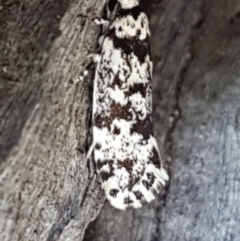 Lichenaula lichenea (Lichenaula lichenea) at Holt, ACT - 16 Feb 2021 by tpreston