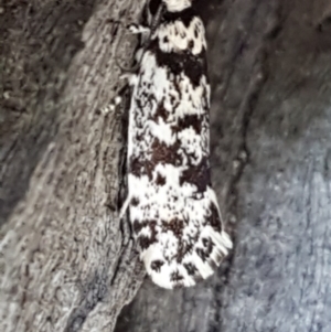 Lichenaula lichenea at Holt, ACT - 16 Feb 2021 04:31 PM